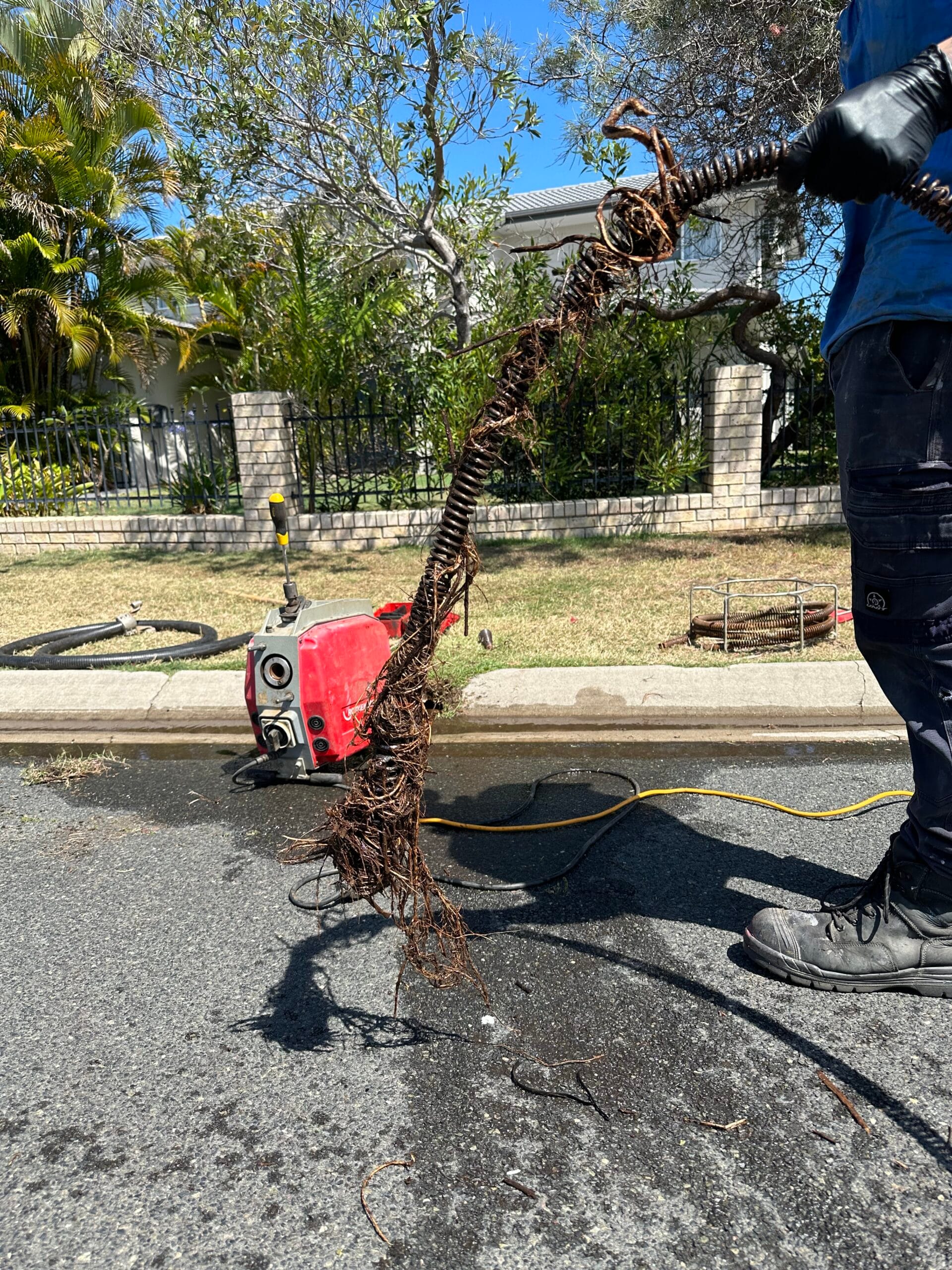 Tree roots removed from a blocked drain during mechanical drain cleaning